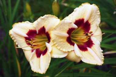 İki büyük hemerocallis çiçeği, boğazı bordo ve yaprakları sarı şeritli..