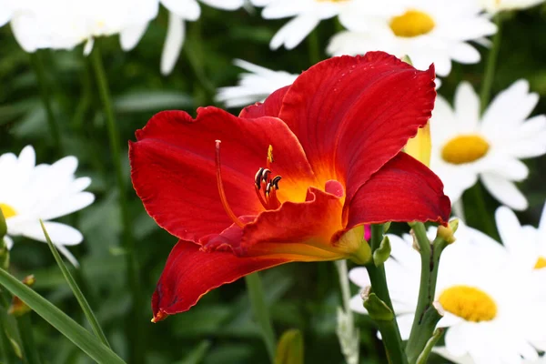 Camomiles Large Red Flower Day Lily — Stock Photo, Image