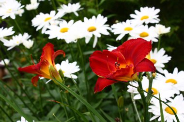 Papatyalar arasında bir günün büyük kırmızı çiçekleri vardır..