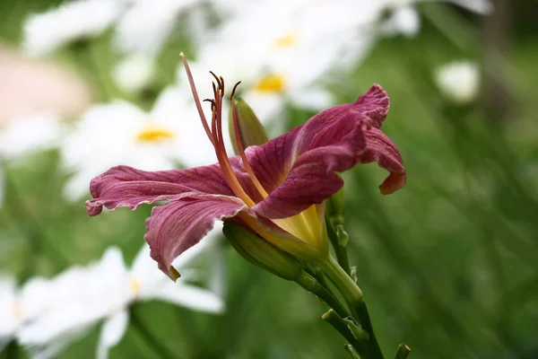 Side View Large Beautiful Flower Day Lily — Stock Photo, Image