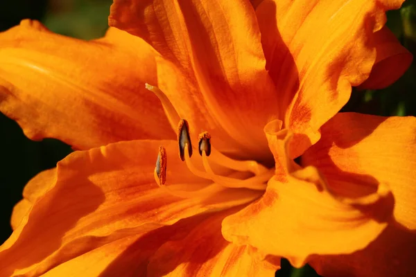 Bright Flower Hemerocallis Close Orange Petals — Stock Photo, Image