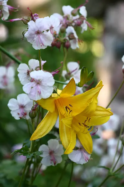 Bir Günün Sarı Çiçekleri Bir Sardunyanın Hafif Çiçekleri Arasındadır — Stok fotoğraf