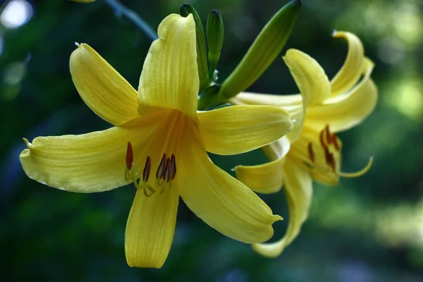 Hemerocallis Açık Tomurcuklar Sarı Çiçekler Yoktur — Stok fotoğraf