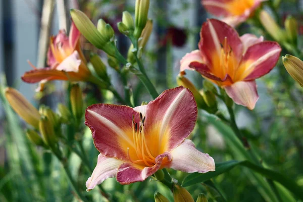 Hemerocallis Florece Abundantemente Flores Con Grandes Brotes Pétalos Abigarrados —  Fotos de Stock