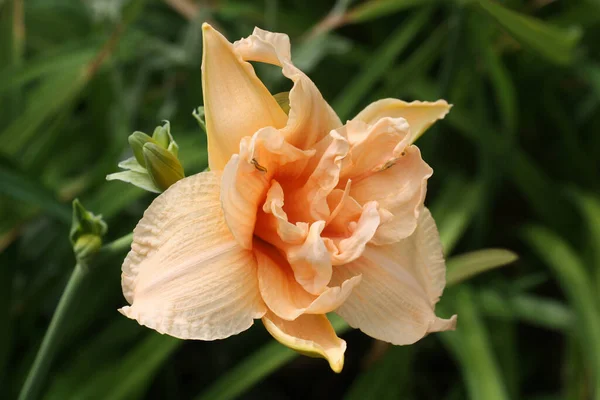 Schwierig Auf Einer Struktur Die Die Blume Einer Taglilie Der — Stockfoto