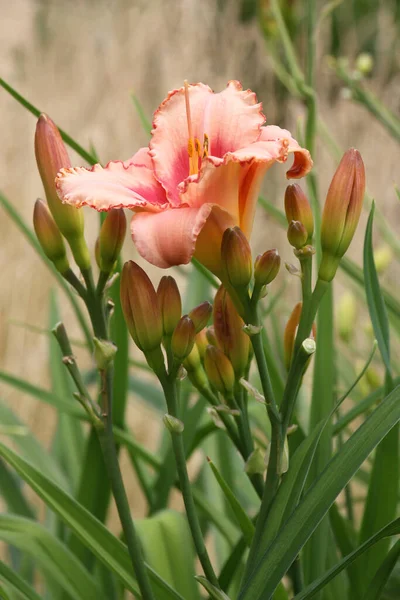 Day Lily Many Buds Has One Flower Pink Color Edge — Stock Photo, Image