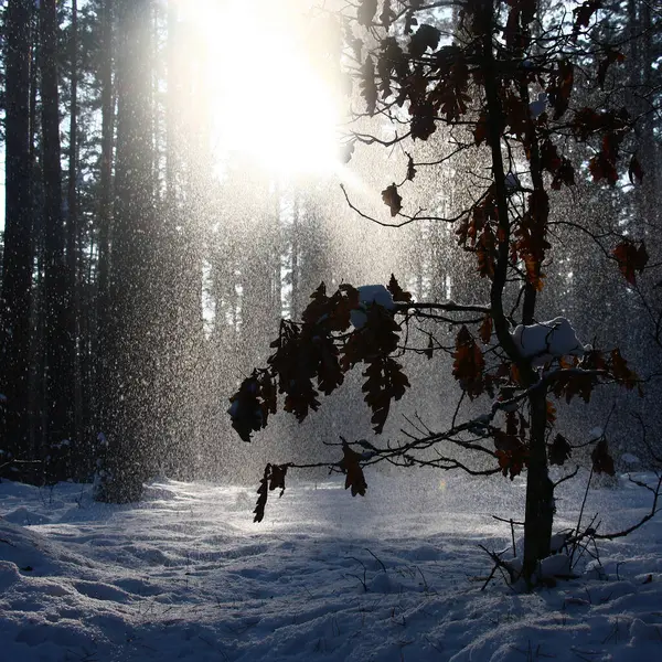 Bois Pin Dans Journée Ensoleillée Hiver Sous Les Rayons Soleil — Photo