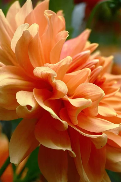 Petals Large Flower Dahlia Salmon Tones Close — Stock Photo, Image