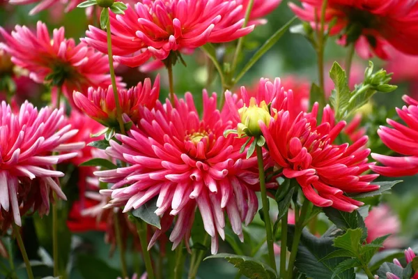 Záhonu Květin Značné Množství Květin Dahlias Okvětními Lístky Různých Odstínech — Stock fotografie