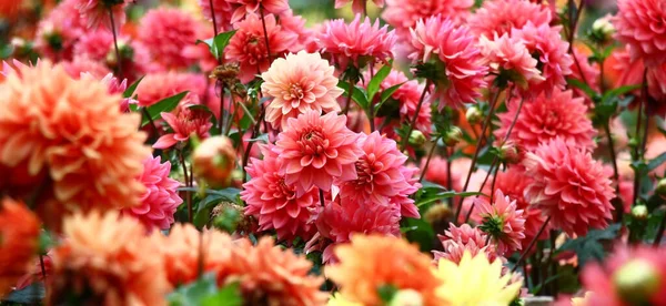 Záhonu Květin Značné Množství Květin Dahlias Okvětními Lístky Různých Odstínech Royalty Free Stock Obrázky