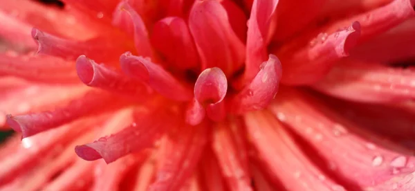 Petals Large Flower Dahlia Dark Pink Tones Closeup — Stock Photo, Image