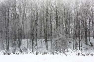 Kış, sisli ve dondurucu bir sabah. Uzak nehir kıyısında yüksek ketenler yetişir. Nehir kıyısına yakın bir yerde, beyaz şerit karla kaplı kuru bitkileri ve toprağı ayırır. Kış grafikleri.