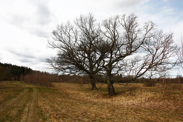 Vår Europa Molnig Himmel Bland Vild Äng Växer Unga Björkar — Stockfoto