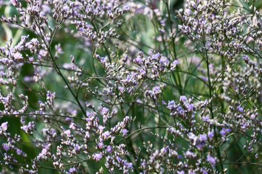 Küçük çiçek ve menekşe tomurcukları içinde limonyumun şeffaf cilt yüzeyi.