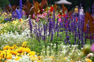 Botanik bahçesindeki büyük çiçek tarhı. Çeşitli bitkiler büyür ve çiçek açar. Salvia, menekşe çiçekleri ile yüksek infloresans ile diğerlerinden farklıdır..