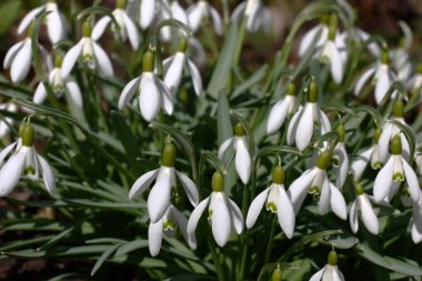 Bir galanthus 'un büyük bir grup zarif çiçeği baharı gözler önüne serdi..
