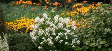 Botanik bahçesinde ortancaların birinde parlak koni çiçekleri ve vahşi gün zambakları ve diğer bitkiler büyür ve çiçek açar..