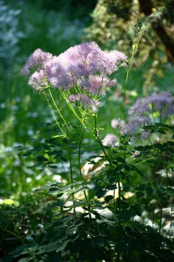 Gölgeli bir dekoratif bahçede taliktrum büyür ve çiçek açar. Pembe rengin orijinal cilt yüzeyi..