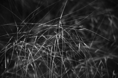 Çok uzun ve ince bir mısır gevreğinden kaotik bir karışım içinde tek bir tohumla kaçar. Toplamda gri tonlarda..
