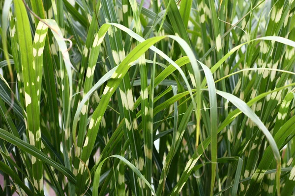 Jardín Decorativo Verano Fragmento Hierba Del Cereal Alto Miscanthus Zebrinus —  Fotos de Stock