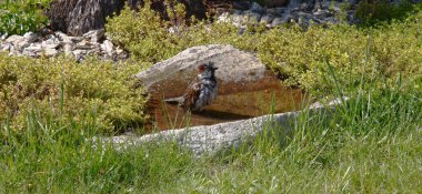 Güneşli bir bahar günü. Taşta bir havuz. Kekik ve çim yetişiyor. Zevkle havuzda serçe banyo yapar..