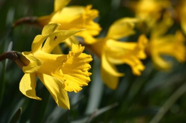Bahar güneşinin ışıltılarında çok sayıda parlak sarı narsistler.