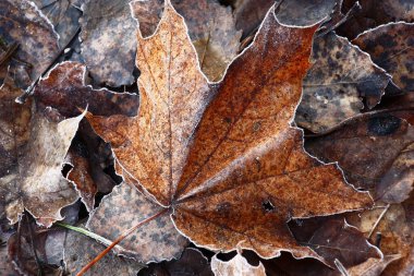 Sonbaharın sonu. Soğuk bir sabah. Dünyada düşen yaprakların tabakası uzanıyor ve merkezde yukarıdan gelen bir akçaağacın kara yaprağı uzanıyor. Yaprakların üzerinde hafif bir donma var..