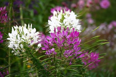 Cleome spinosa ya da Örümcek çiçek yaprakları mor ve beyaz tonlarda yağmur sonrası damlalar.