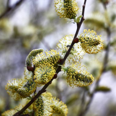 Bahar geldi ve söğüt dallarında orijinal çiçekler vardı..