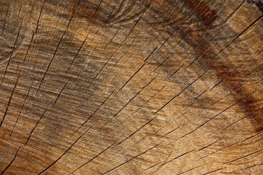 Kalın, kuru bir meşe ağacının testere kesiği. Yıllık büyüme halkaları ve odundaki çatlaklar görülebilir.