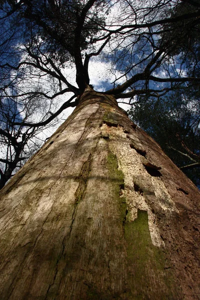 Unter Waldbäumen Wird Sehr Alte Abgestorbene Eiche Der Größe Zugeordnet — Stockfoto