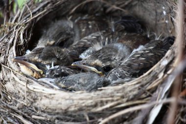 Doğru yapılmış bir yuvada bazı yavru kuşlar vardır..