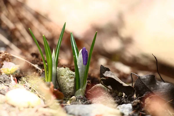 Två Violetta Krokusar Början Blomningen Mellan Dem Fanns För Övrigt — Stockfoto