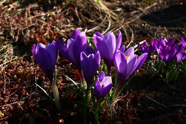 Dans Lit Fleurs Milieu Sedum Groupe Grands Crocus Violets Groupe — Photo
