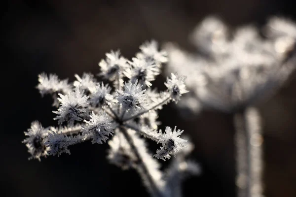 Suché Květenství Volně Rostoucí Rostliny Třpytivých Krystalech Chraptivé Jinovatky — Stock fotografie