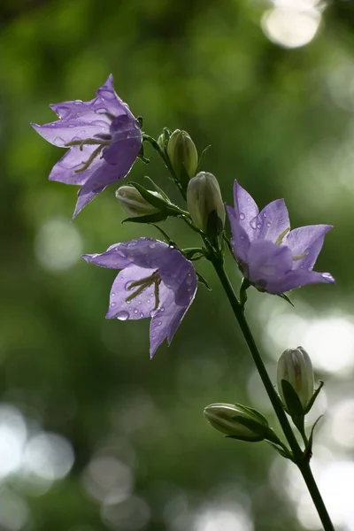 紫色の花を持つカンパニラの脱出と水滴で芽を開かない — ストック写真