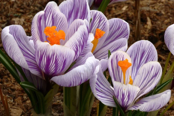 Wiosenne Kwitnienie Krokusów Grupa Dużych Kwiatów Białymi Płatkami Fioletowy Rysunek — Zdjęcie stockowe