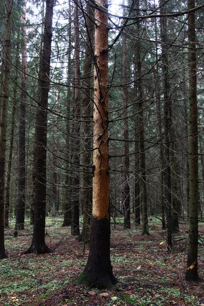 Unter Einer Herbsttanne Steht Ein Toter Baum Ohne Rinde — Stockfoto