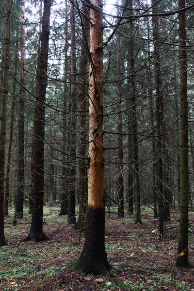 Bland Höstens Granskog Finns Ett Dött Träd Utan Bark — Stockfoto