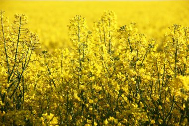 Güneş yaz sabahı. Çiçek açan Colza 'nın parlak sarı tarlası.