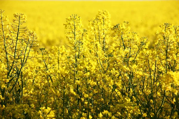 Güneş yaz sabahı. Çiçek açan Colza 'nın parlak sarı tarlası.