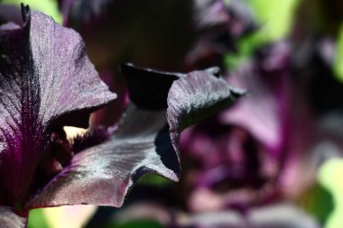 Güneş yaz sabahı. Siyah bir irisin parlak yaprakları. Soyut bir resim..