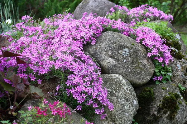 Large Stones Other Plants Phlox Subulata Grows Blossoms Pink Flowers Stock Fotografie