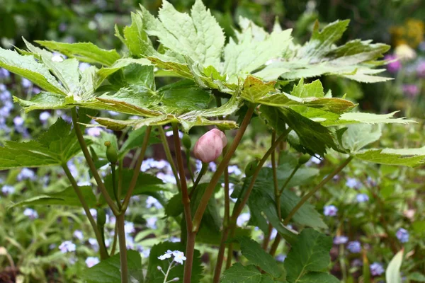 Podophyllum Lédús Friss Levelei Alatt Rózsaszín Rügy Zöld Kötött Gyümölcs — Stock Fotó