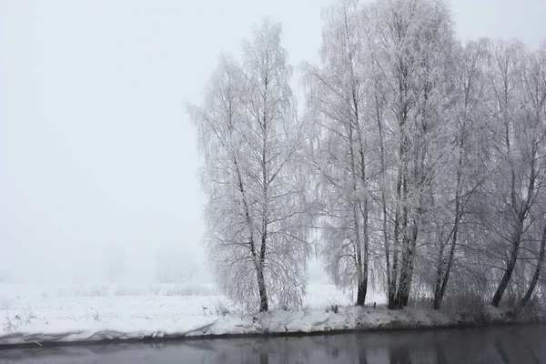 Ein Nebliger Wintermorgen Birken Wachsen Weit Entfernten Flussufer Bäume Sind — Stockfoto