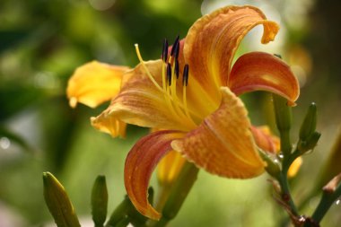 Sıcak güneş yaz sabahları. Sarı-turuncu bir günün çiçeği. Yaprakların üzerinde kırmızı bordo tonu var..