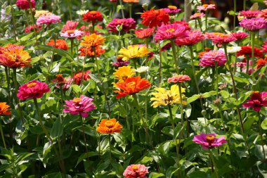Güneşli bir yaz günü. Bir çiçek tarhında çok sayıda zinya yetişir ve çiçek açar..