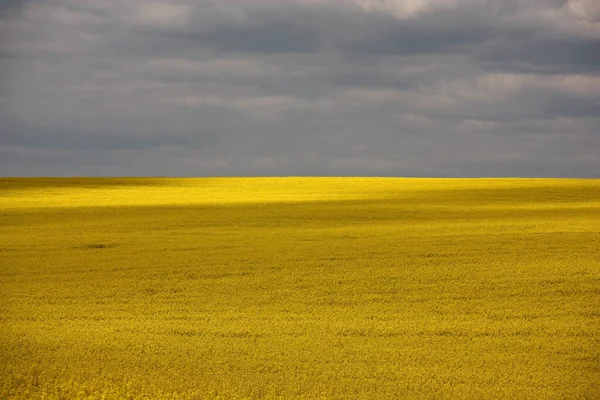 Hermoso Día Verano Través Nubes Oscuras Continuas Campo Amarillo Brillante —  Fotos de Stock