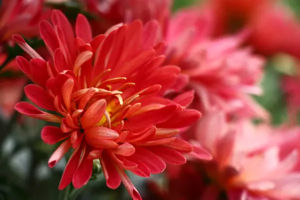 Chryzantema Rozkwitła Duże Kwiaty Znaczną Ilością Czerwonych Płatków Stworzyły Jasną — Zdjęcie stockowe