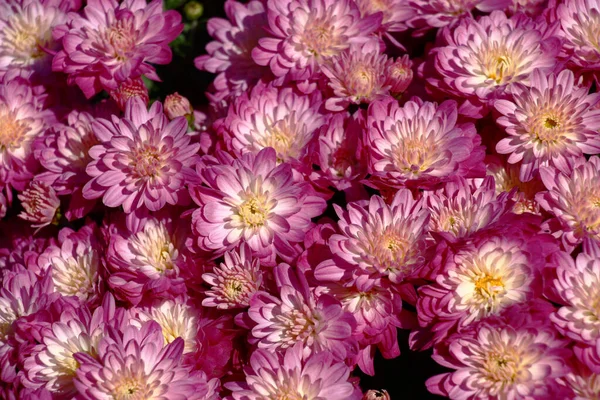 Sonniger Herbsttag Reichlich Blüht Die Chrysantheme Nicht Große Blumen Erzeugen — Stockfoto